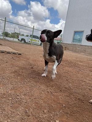 A black and white dog with a pink tongue sticking out, standing on a dirt ground with a fence and a building in the background.