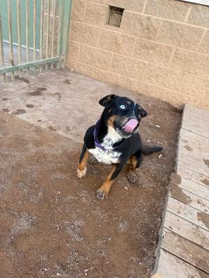 A black and tan dog with a white chest and paws, sitting on a dirt ground with its tongue out, looking up at the camera. The background includes a brick wall and a wooden deck.