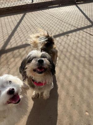 two dogs standing on a concrete surface with a chain-link fence in the background