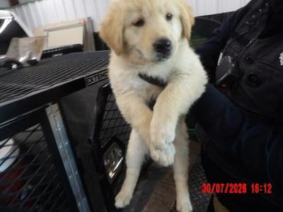 CT Crunch, Mixed Breed, young, available for adoption
