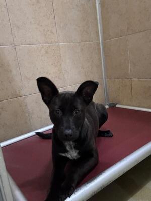 Poppy, Mixed Breed, adult, available for adoption