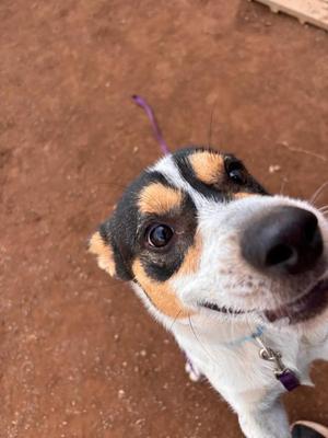 Dozer, Mixed Breed, adult, available for adoption