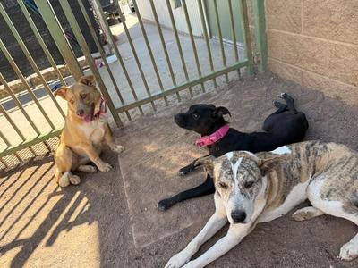 Three dogs of varying breeds and colors are lying and sitting on the ground near a fence.