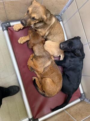 Leo, Mixed Breed, young, available for adoption