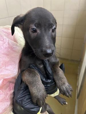 Ikora, Mixed Breed, young, available for adoption