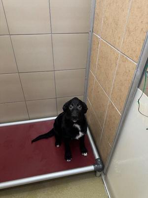 Coney, Mixed Breed, young, available for adoption