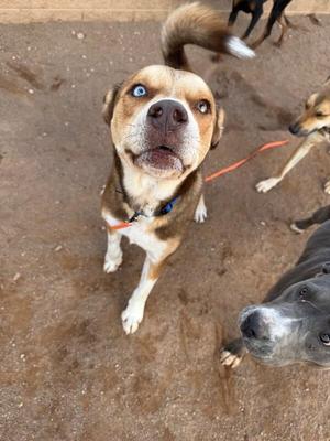 A brown and white dog with blue eyes looking up, surrounded by other dogs.