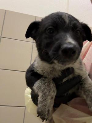 Ozzie, Mixed Breed, puppy, available for adoption
