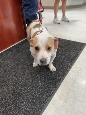 daisy, Mixed Breed, adult, available for adoption