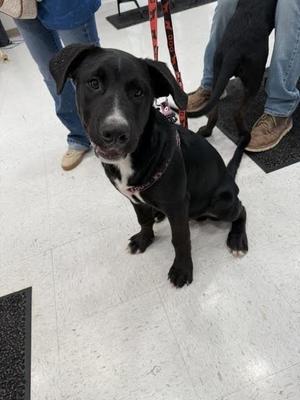 Chase, Mixed Breed, young, available for adoption
