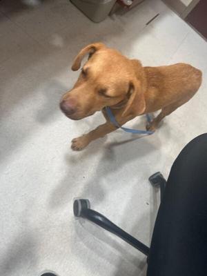 Hooch, Mixed Breed, young, available for adoption
