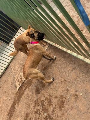 Two tan-colored dogs, one with a bright pink collar, standing inside a fenced area with dirt ground.