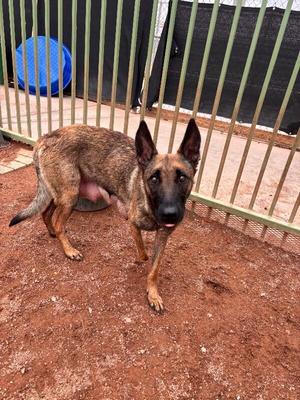 Chakra, Belgian Shepherd / Malinois, adult, available for adoption