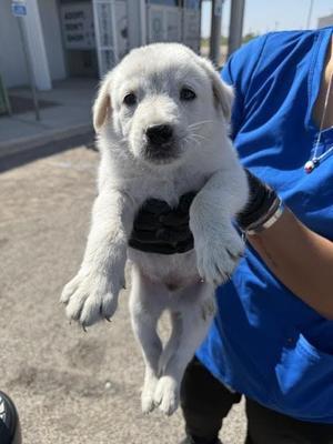 Canelo, Mixed Breed, young, available for adoption