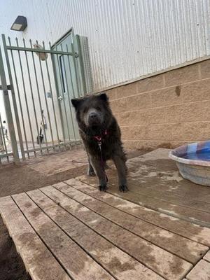 a black dog standing on a wooden deck