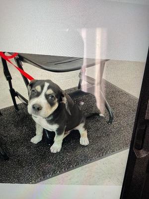 Billy bob, Mixed Breed, young, available for adoption