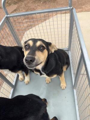 Chula, Mixed Breed, young, available for adoption