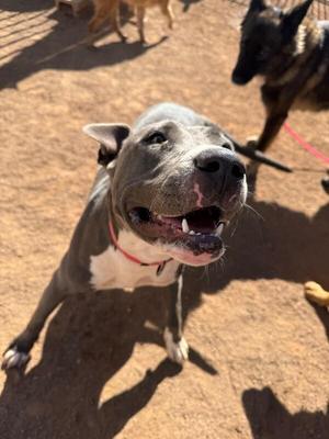Ayla, Pit Bull Terrier, adult, available for adoption