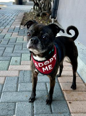 Luna & Hazel (Bonded Pair), Boston Terrier / Pug, senior, available for adoption