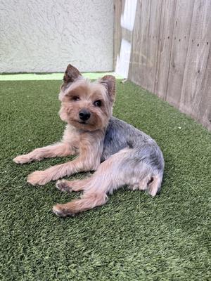 A small dog with a shaggy coat is lying on green artificial grass. The dog has a light brown face and ears, with a darker grey and black body. It is looking directly at the camera with a calm expression. The background includes a wooden fence and a light-colored wall.