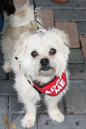 Hazel & Luna (Bonded Pair), Yorkshire Terrier Yorkie / Terrier, senior, available for adoption