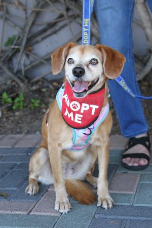Amber, Beagle / Labrador Retriever, adult, available for adoption