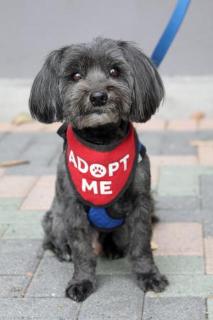 Chewie, Maltese / Shih Tzu, senior, available for adoption
