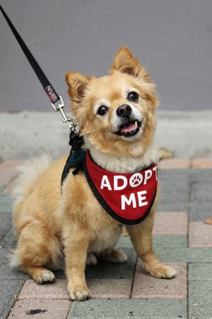 Darling Dexter, Pomeranian / Chihuahua, senior, available for adoption