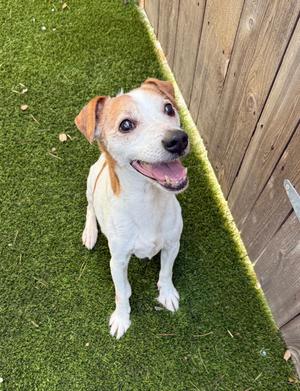 Wesley, Jack Russell Terrier / Rat Terrier, senior, available for adoption