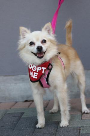 Buttercup, Pomeranian / Chihuahua, senior, available for adoption