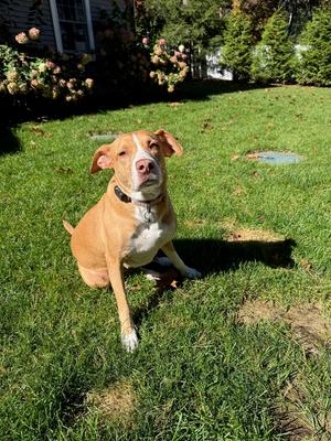 Felicity, Labrador Retriever, adult, available for adoption