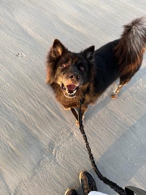 Burapa, Island Mix / Mixed Breed, adult, available for adoption