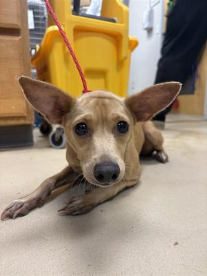 COCOA, Chihuahua - Smooth Coated Mix, adult, available for adoption