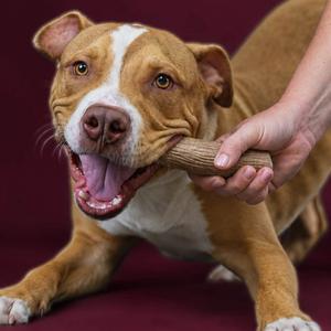 A brown and white dog with a happy expression is chewing on a wooden stick held by a person's hand. The dog's mouth is open, showing its teeth and tongue, and its eyes are bright and alert. The background is a solid maroon color.