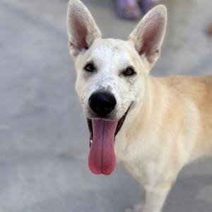 A light-colored dog with its tongue out, looking happy and playful.
