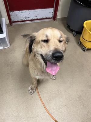 A golden retriever dog with its tongue out, standing on a concrete floor.