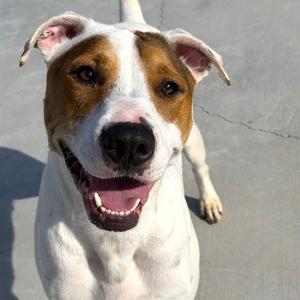 AUSTIN, American Staffordshire Terrier, adult, available for adoption
