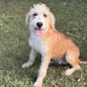 A fluffy, light brown dog with a white chest and face, sitting on green grass with its tongue out.