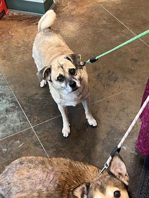 A small dog with a light brown and white coat, standing on a tiled floor, looking up at the camera. The dog is on a green leash, and another dog is partially visible in the foreground.