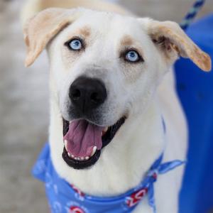 CHEEZ, Alaskan Husky Mix, young, available for adoption