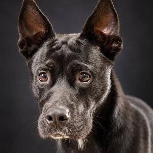 FORREST, German Shepherd Dog Mix, young, available for adoption