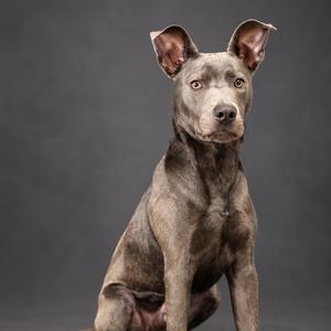 A gray dog sitting on a dark background