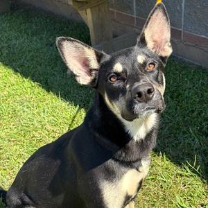 ALORA, Labrador Retriever and German Shepherd Dog, young, available for adoption