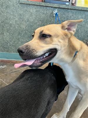 BUBBA RAY, German Shepherd Dog Mix, young, available for adoption