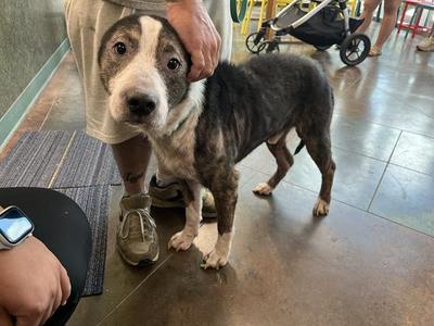 FUNYUN, Border Collie Mix, adult, available for adoption