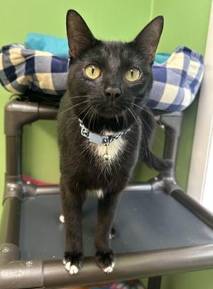 Costella, kitten, available for adoption