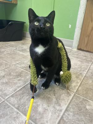 Costella, kitten, available for adoption