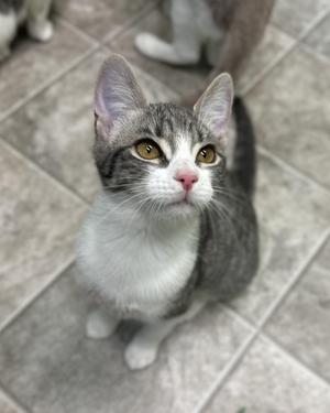 A gray and white cat with yellow eyes sitting on a tiled floor, looking up.