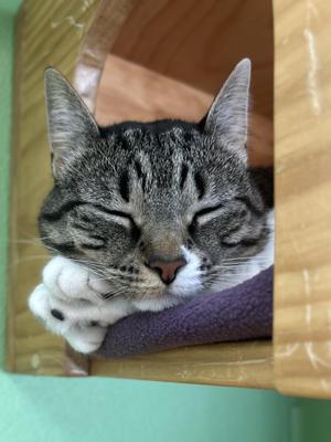 Nina, adult, available for adoption
