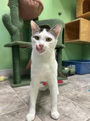 Flora, young, available for adoption